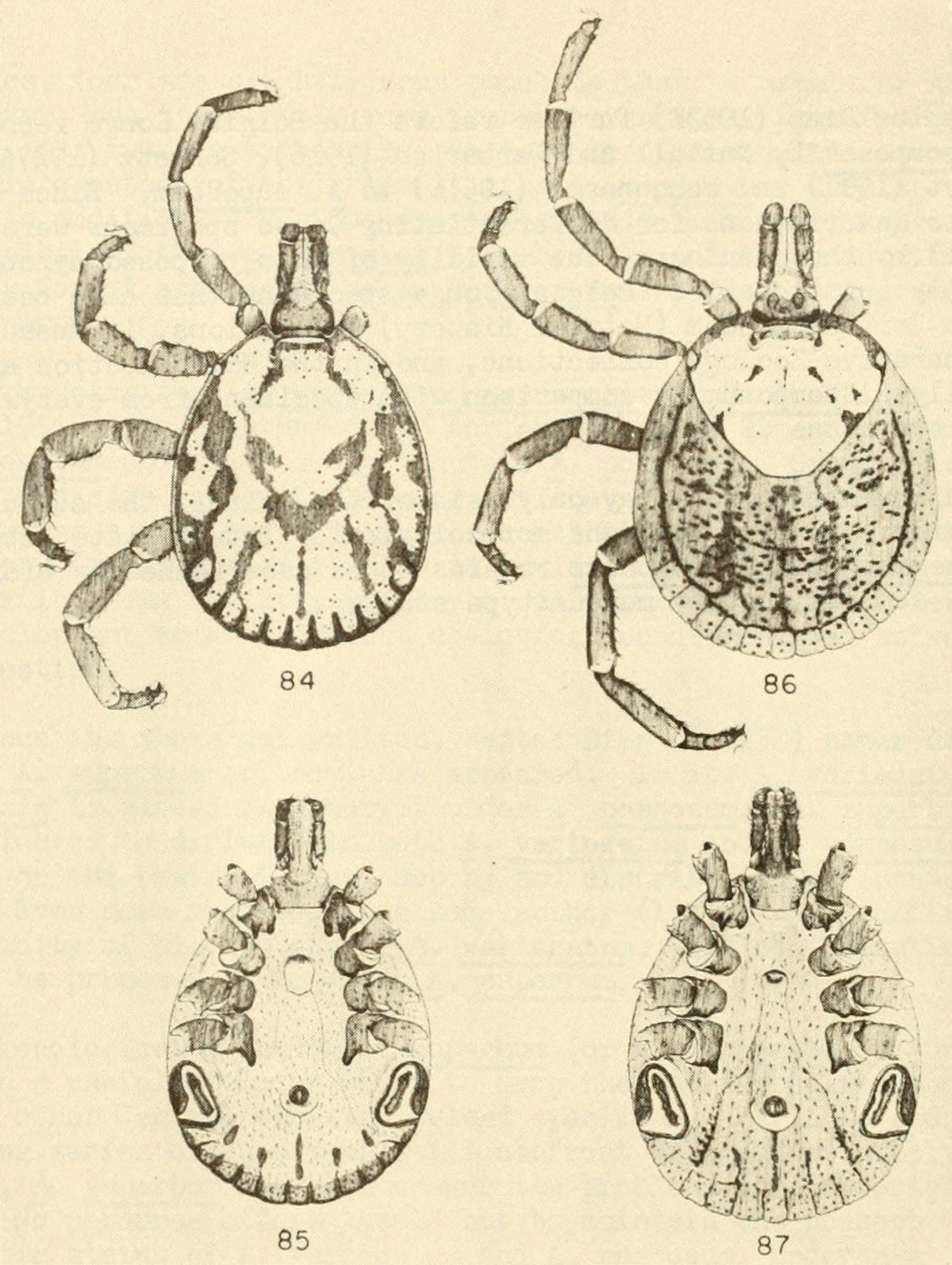 Amblyomma rhinocerotis, male and female, adult — verified scientific reference image