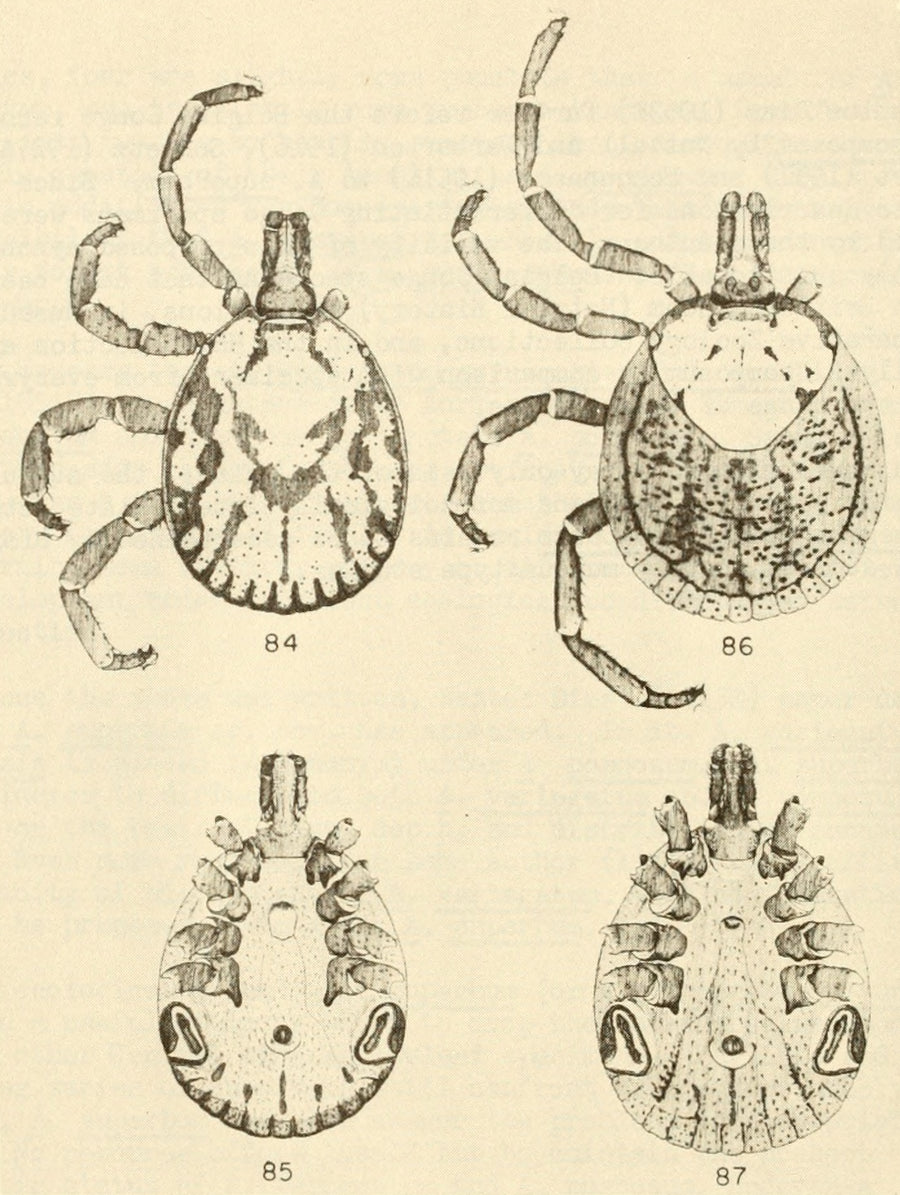 Amblyomma rhinocerotis, male and female, adult — verified scientific reference image