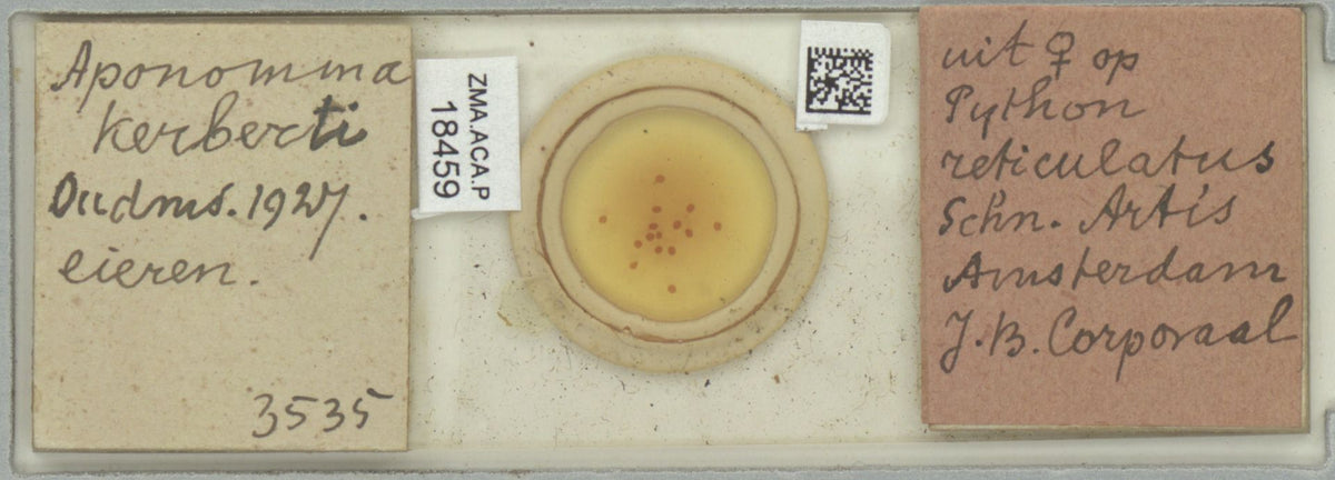Amblyomma rotundatum — verified scientific reference image