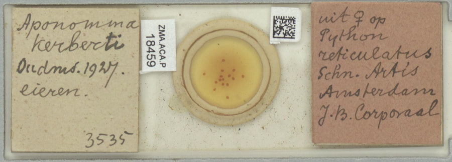 Amblyomma rotundatum — verified scientific reference image