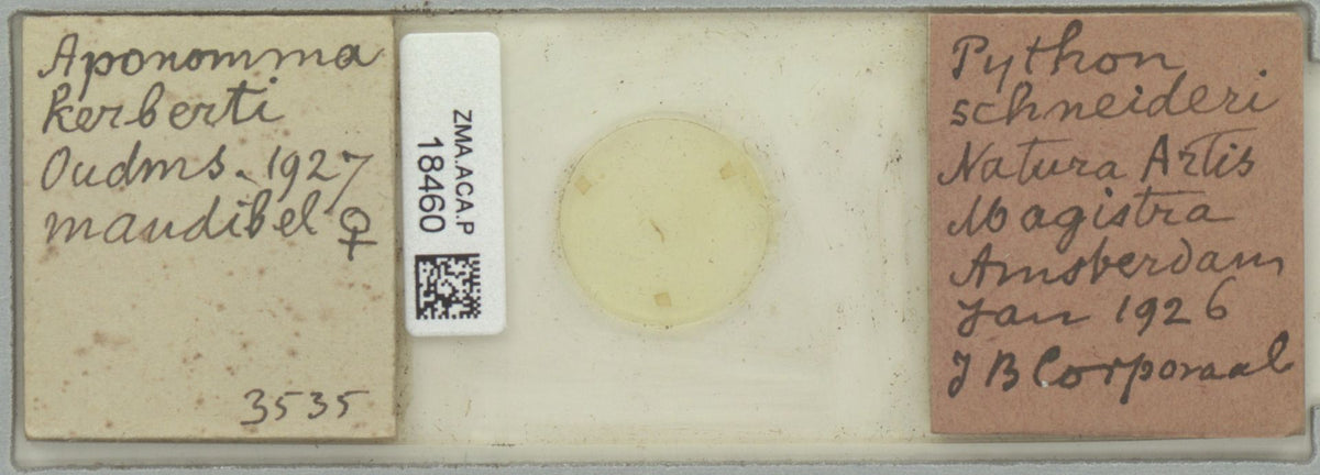 Amblyomma rotundatum — verified scientific reference image