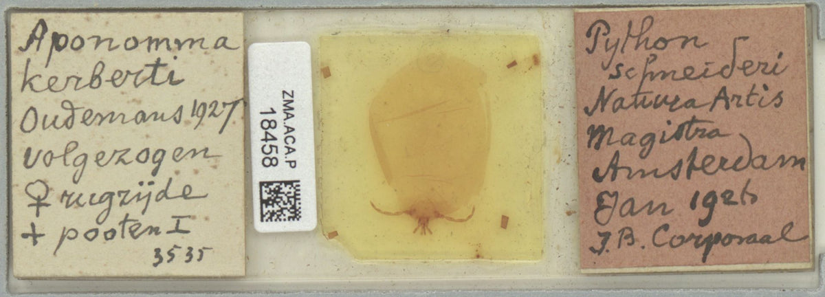 Amblyomma rotundatum — verified scientific reference image