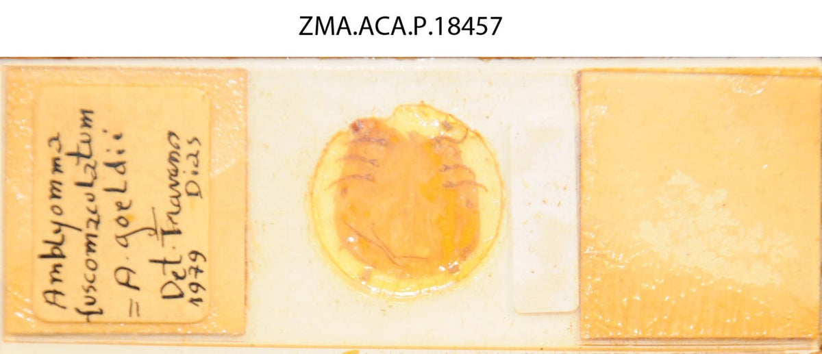 Amblyomma rotundatum — verified scientific reference image