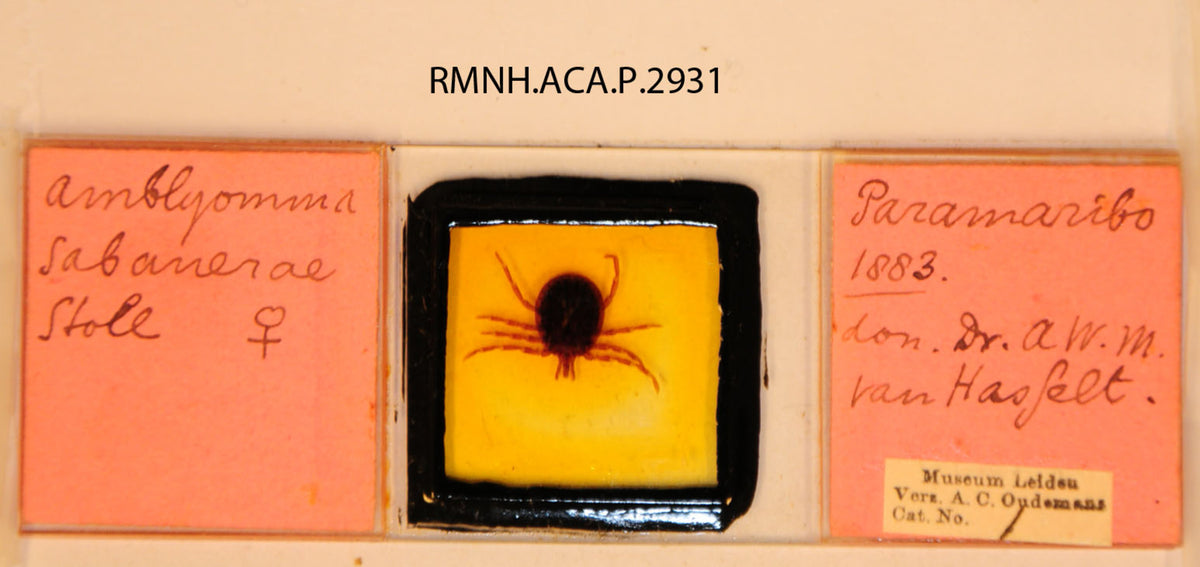 Amblyomma sabanerae — verified scientific reference image