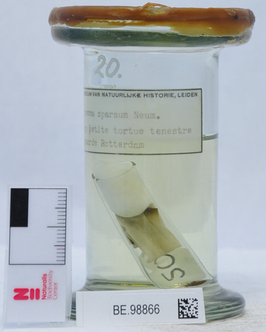 Amblyomma sparsum — verified scientific reference image