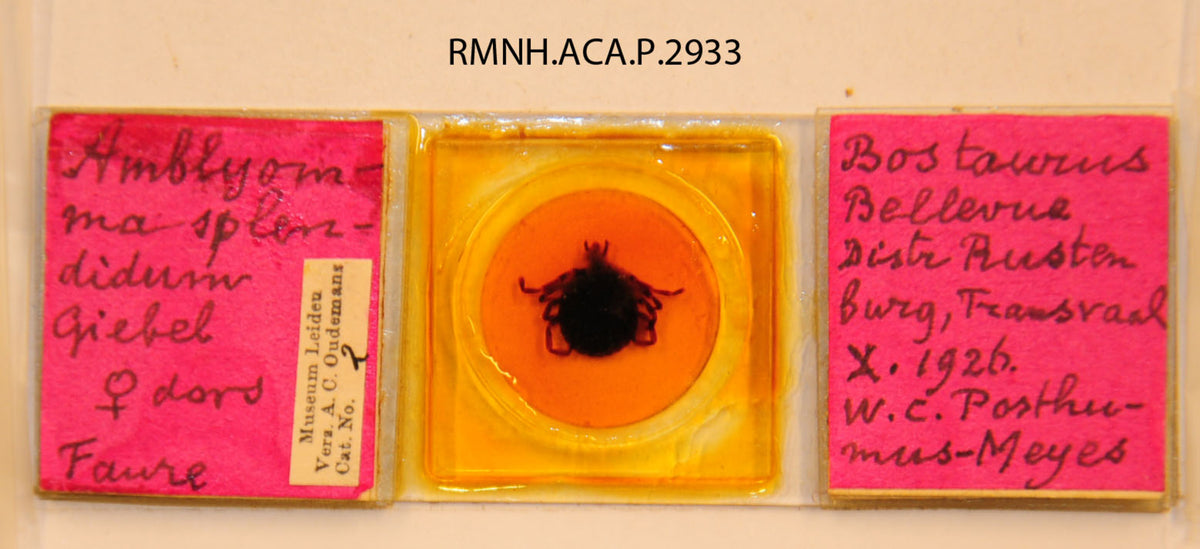 Amblyomma splendidum — verified scientific reference image