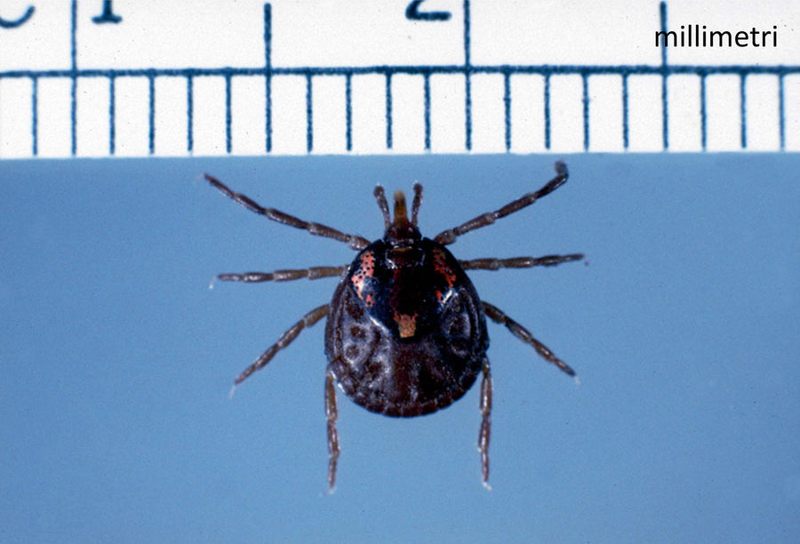 Amblyomma supinoi — verified scientific reference image