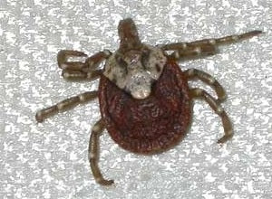 Amblyomma testudinarium, not established, adult — verified scientific reference image