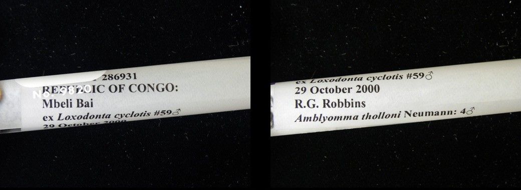 Amblyomma tholloni, Male — verified scientific reference image