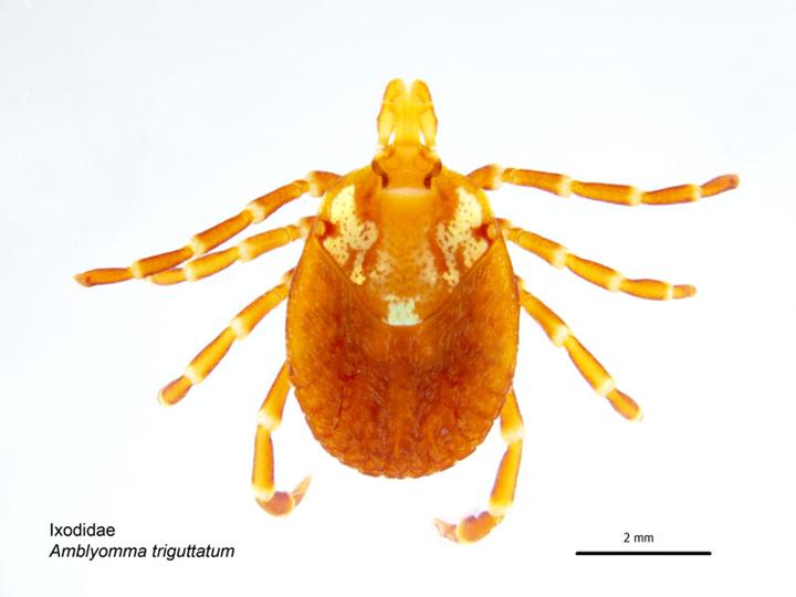 Amblyomma triguttatum, female, adult — verified scientific reference image