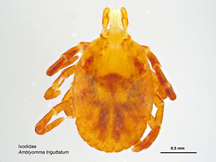 Amblyomma triguttatum, not applicable, nymph — verified scientific reference image