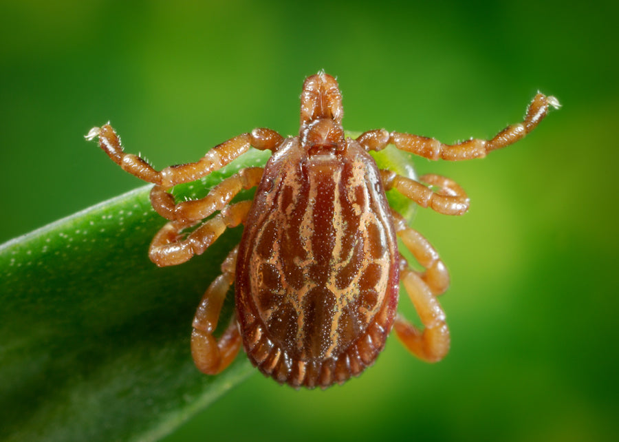 Amblyomma triste, male, adult — verified scientific reference image