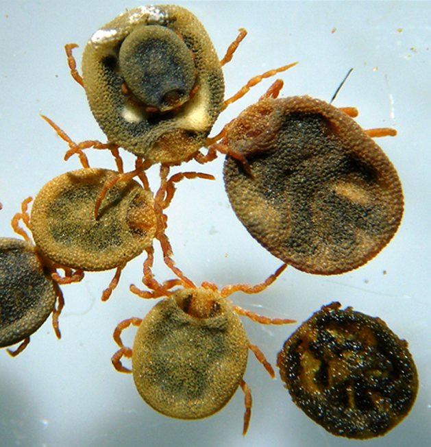 Nuttalliella namaqua, not reliably assigned from cropped panel, adult — verified scientific reference image