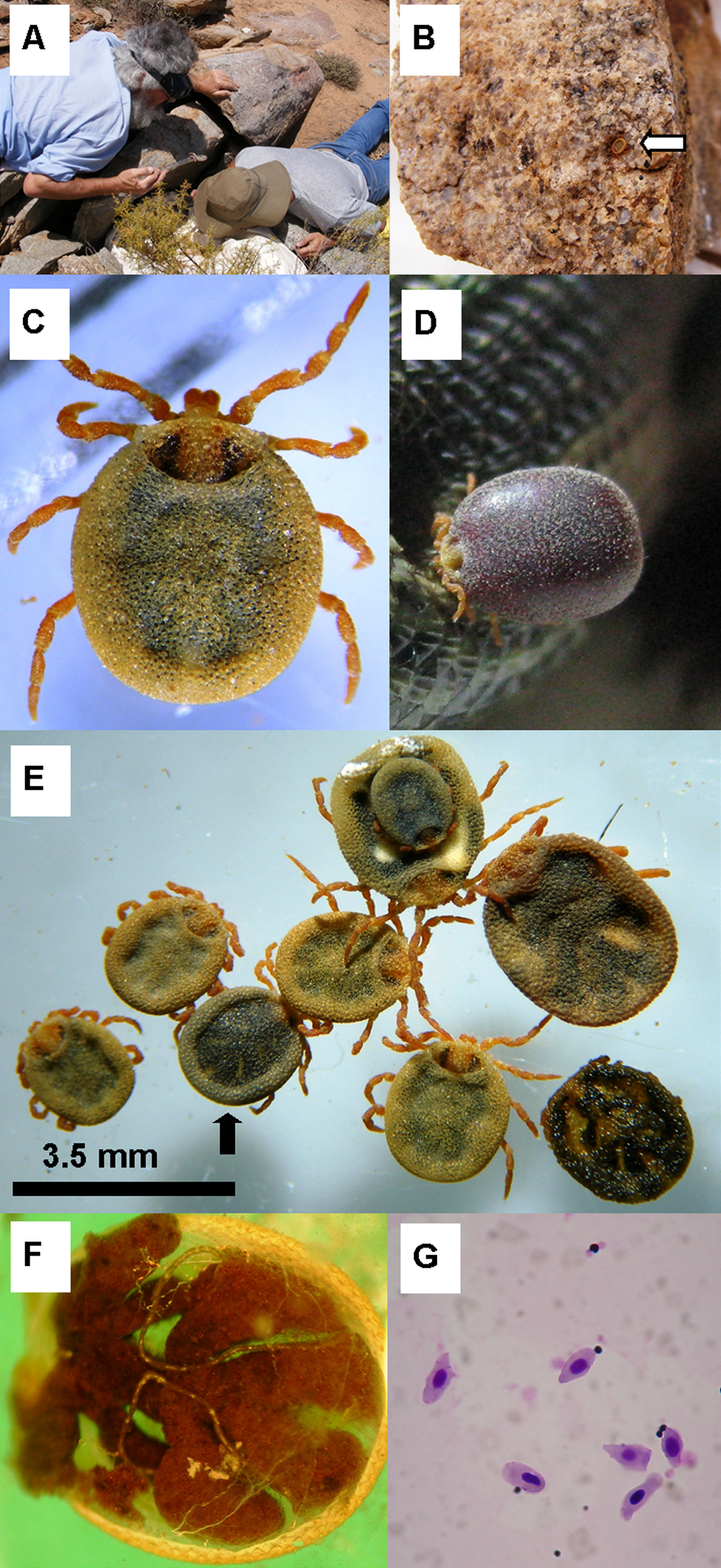 Nuttalliella namaqua, female, adult — verified scientific reference image