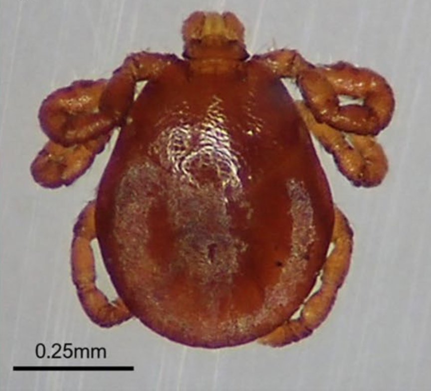 Magnified dorsal view of a Dermacentor albipictus winter tick larva