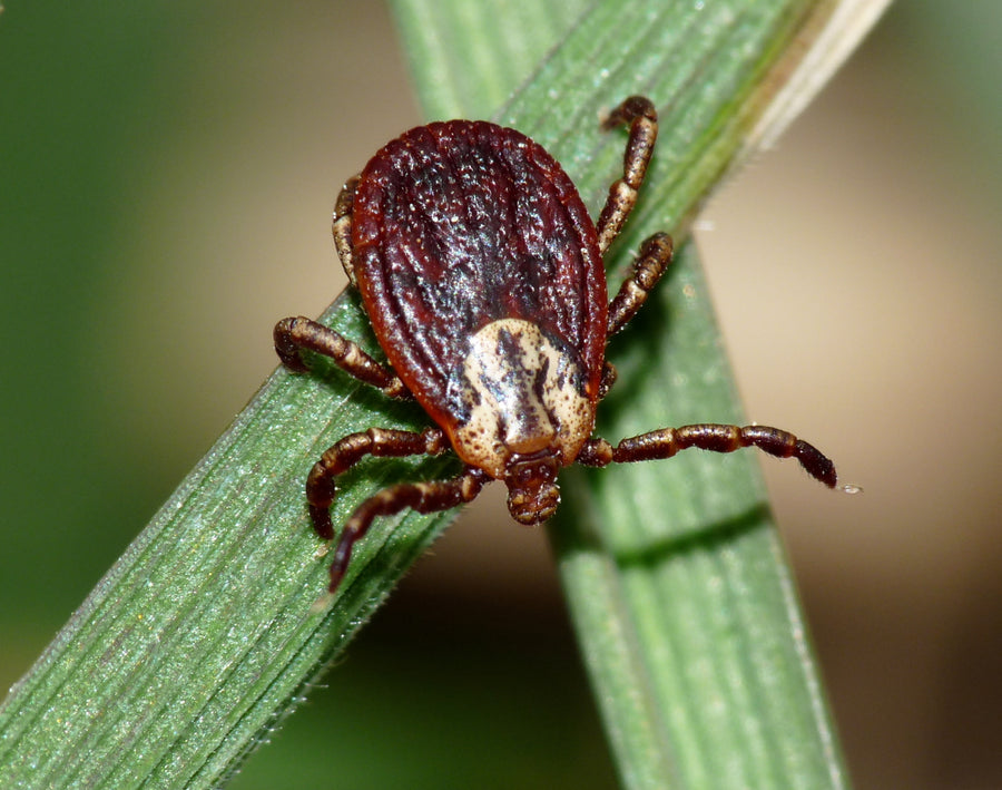 Adult female Dermacentor marginatus ornate sheep tick photographed in Tuscany