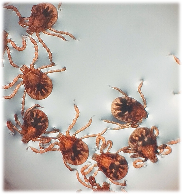 Dermacentor nitens tropical horse tick larvae