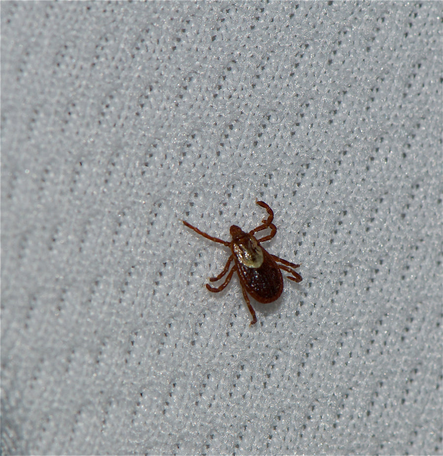 Macro photograph of an adult Dermacentor occidentalis Pacific Coast tick