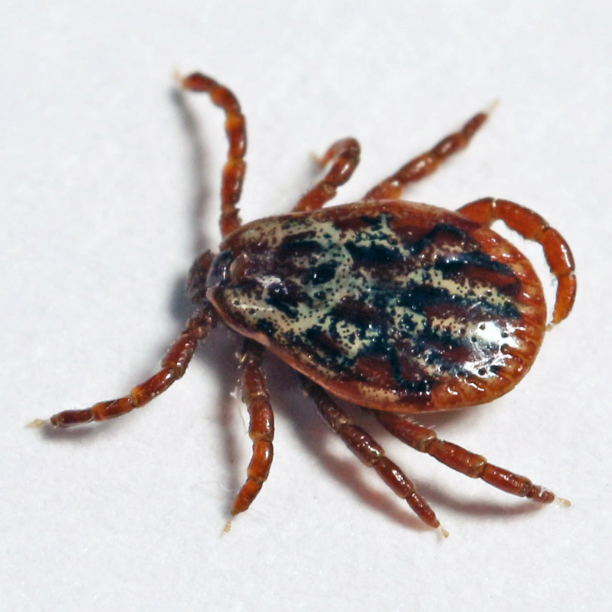 Macro photograph of an adult male Dermacentor reticulatus ornate cow tick