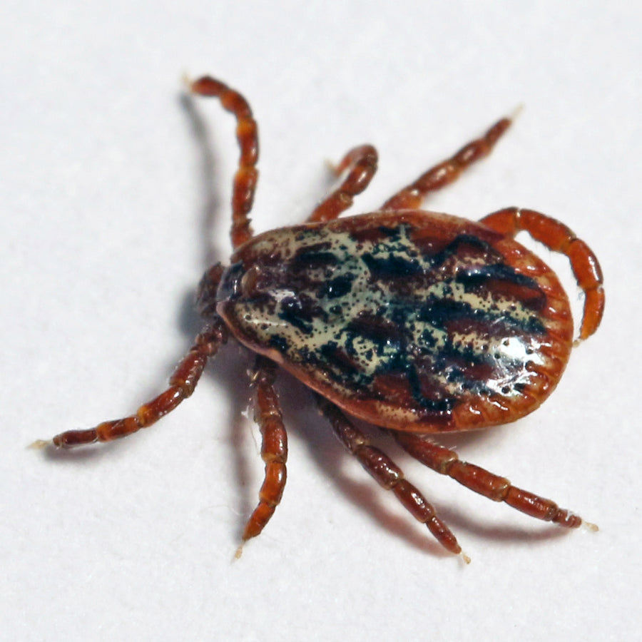 Macro photograph of an adult male Dermacentor reticulatus ornate cow tick