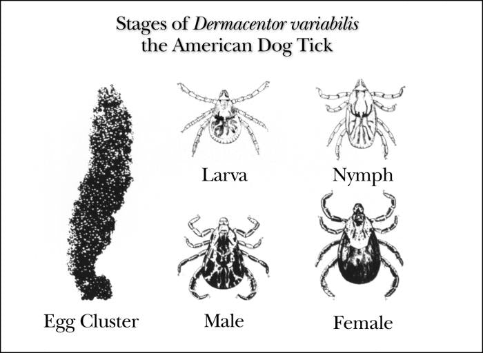CDC scientific illustration showing Dermacentor variabilis American dog tick development from eggs to adults
