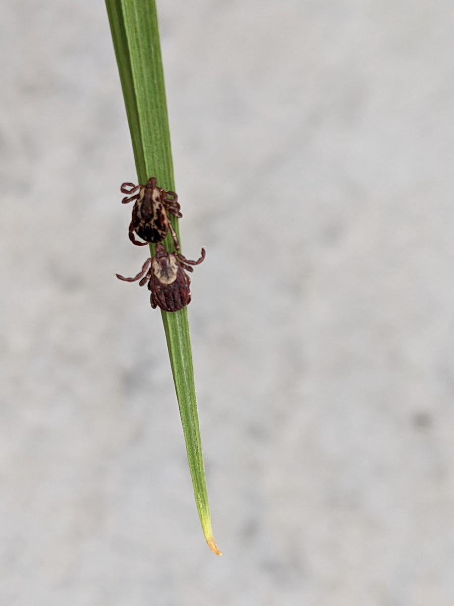 Adult male and female Dermacentor variabilis American dog ticks on a blade of grass