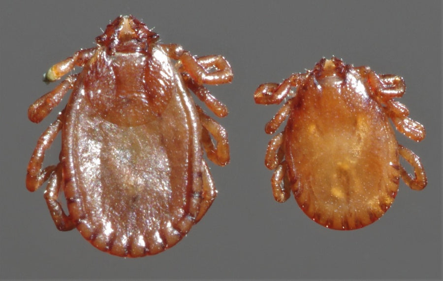 Wallaby tick (Haemaphysalis bancrofti) verified reference image