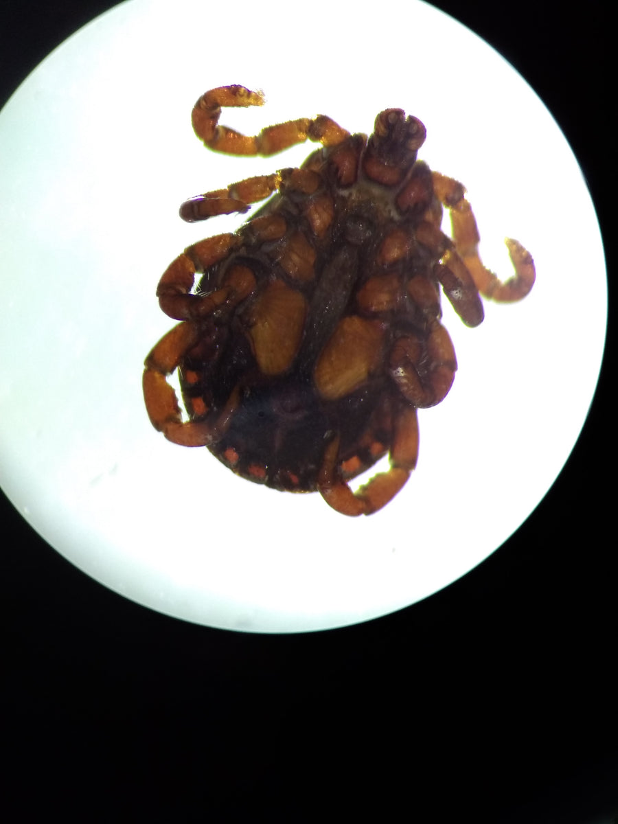Dorsal photograph of an adult Haemaphysalis concinna tick