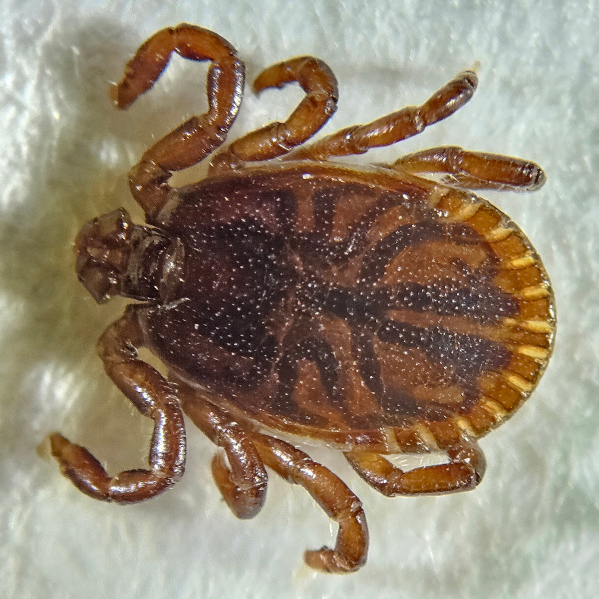 Dorsal view of an adult male Haemaphysalis concinna tick