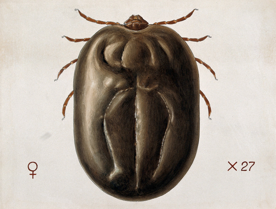 Coloured scientific drawing of a Haemaphysalis leachi tick by Amedeo John Engel Terzi