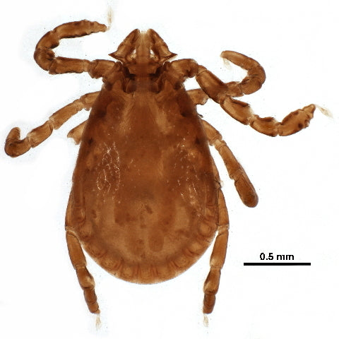 Rabbit tick (Haemaphysalis leporispalustris) verified reference image