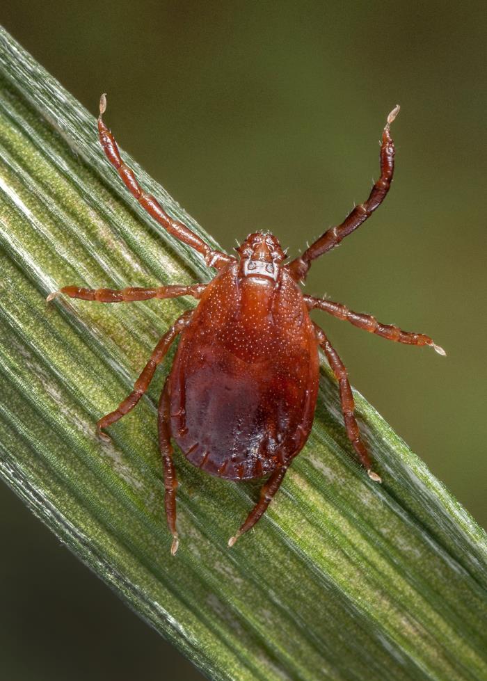 Adult female Haemaphysalis longicornis Asian longhorned tick climbing a blade of grass
