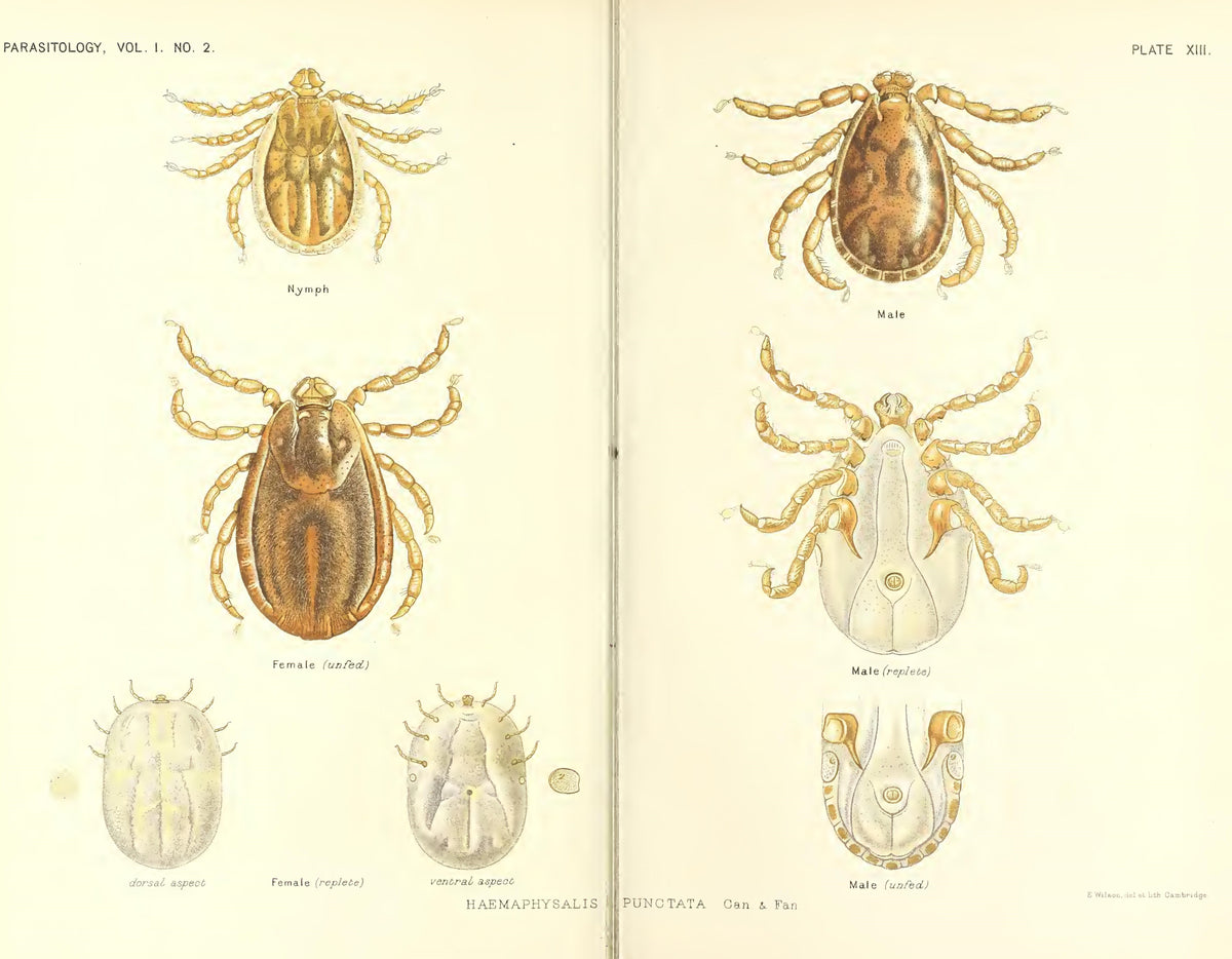 Historical scientific plate of Haemaphysalis punctata showing nymph, adult female and adult male in dorsal and ventral views