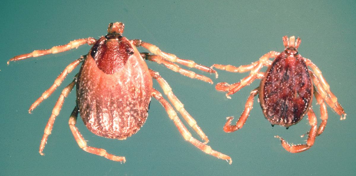 Adult female and male ticks historically identified as Hyalomma anatolicum excavatum
