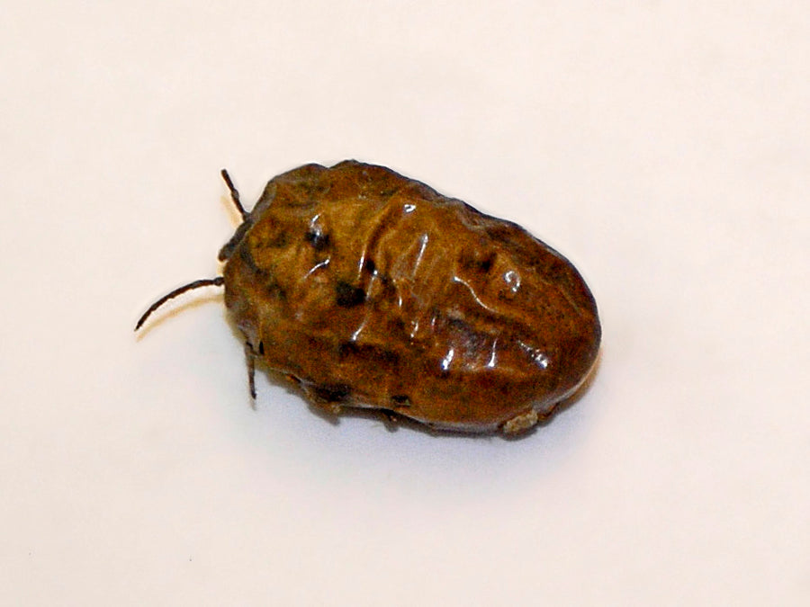 Museum specimen of Hyalomma dromedarii camel tick from Libya