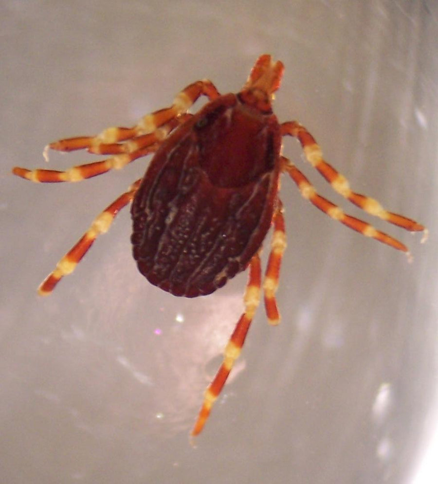 Preserved adult Hyalomma marginatum specimen photographed through a dissecting microscope
