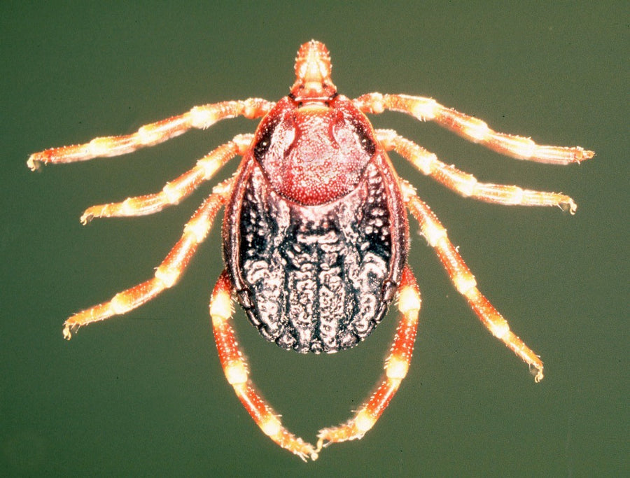 Adult female Hyalomma rufipes tick in dorsal view showing banded legs and the anterior scutum