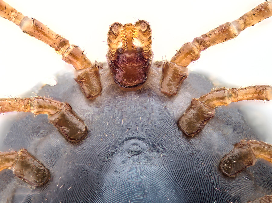 Ventral focus-stacked microscope view of an adult Ixodes canisuga tick