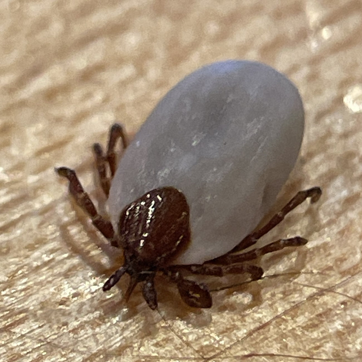 Photograph of an Ixodes cookei groundhog tick specimen