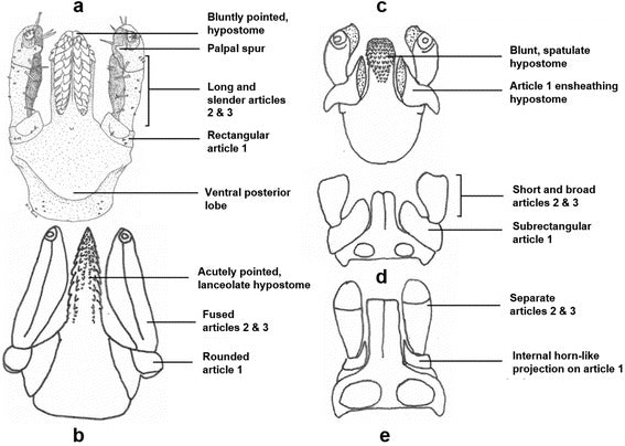 Ixodes cornuatus adult female capitulum in ventral view, shown as panel a in a comparative scientific figure