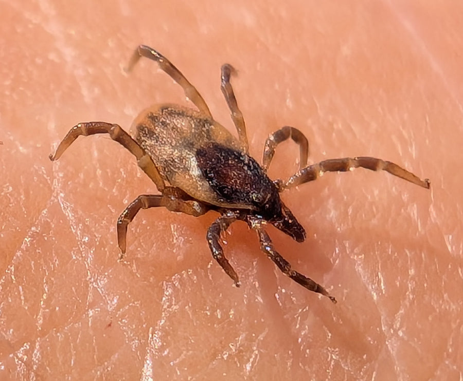 Ixodes frontalis passerine tick photographed in the United Kingdom
