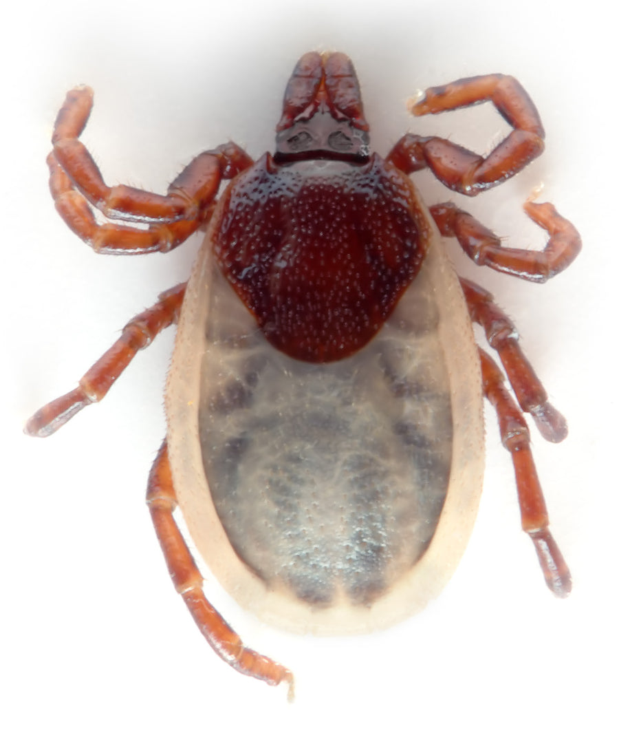 Macro dorsal photograph of a living adult female Ixodes hexagonus hedgehog tick