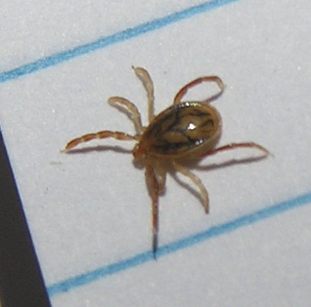 Ixodes holocyclus Australian paralysis tick specimen photographed against lined paper