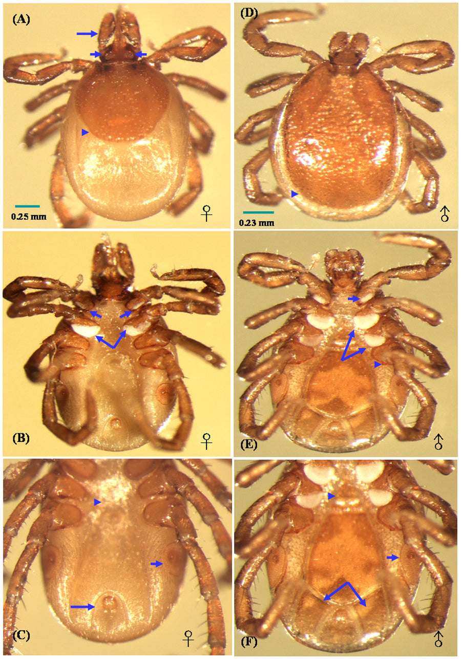 Scientific light micrographs showing dorsal and ventral identification features of adult female and male Ixodes ovatus ticks