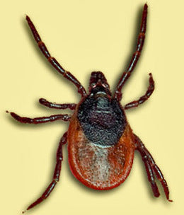 Adult Ixodes persulcatus taiga tick