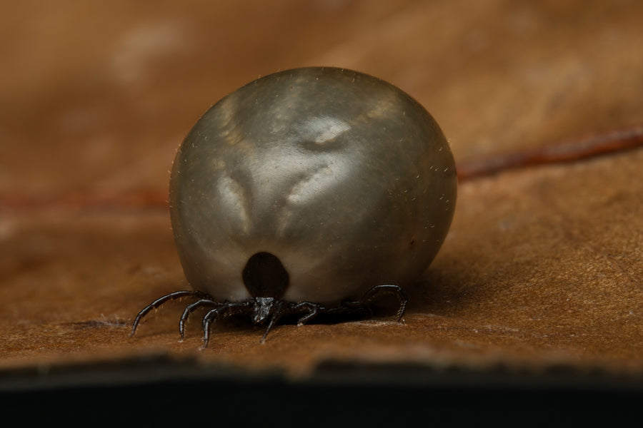 Engorged adult female Ixodes ricinus castor bean tick after a blood meal