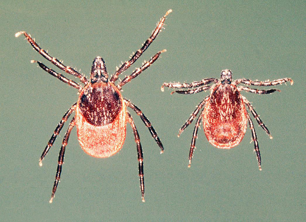 Adult female Ixodes ricinus tick on the left and smaller adult male on the right