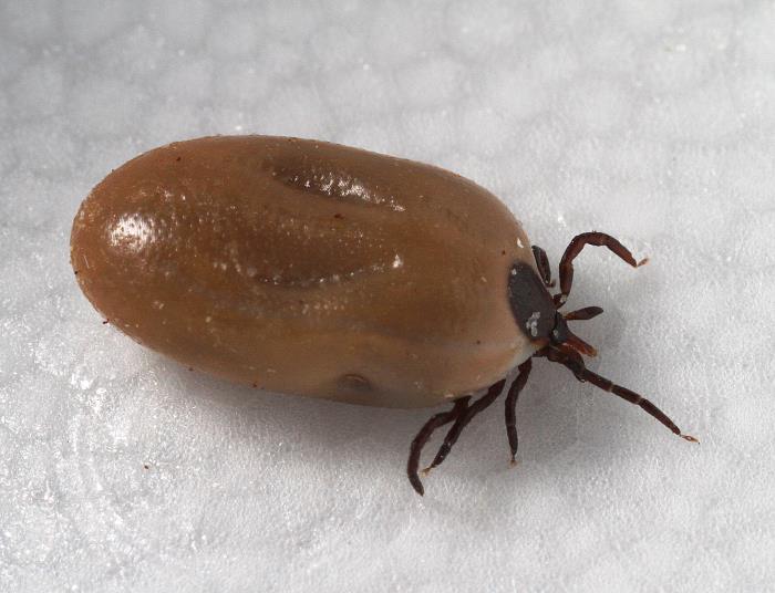 Engorged adult female Ixodes scapularis blacklegged tick viewed from the side