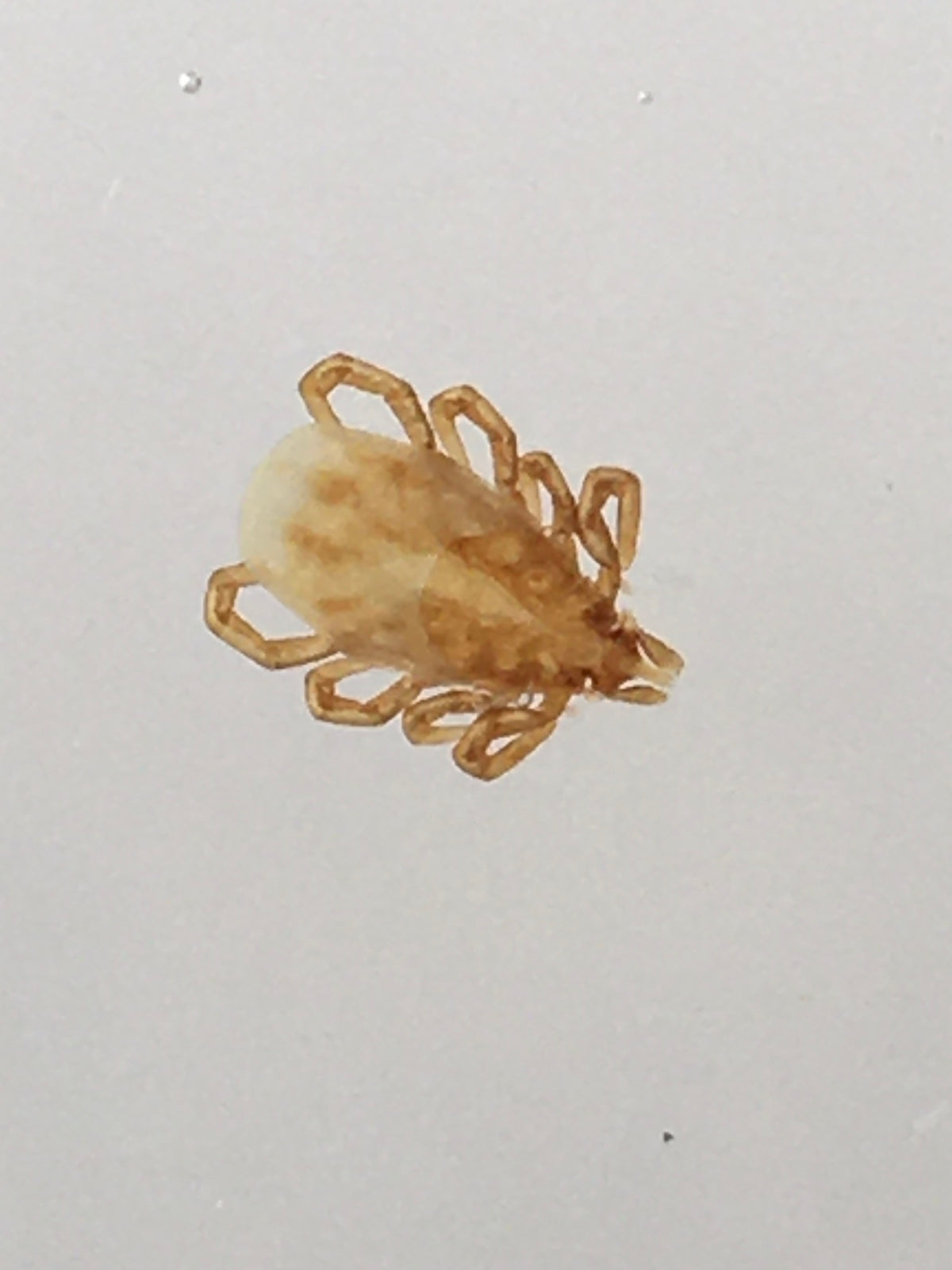 Adult female Ixodes trianguliceps Vole and Shrew Tick viewed from above