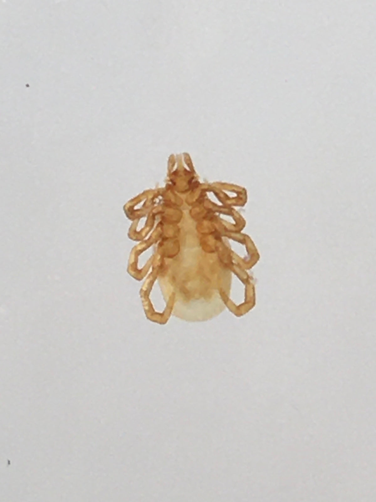Adult female Ixodes trianguliceps Vole and Shrew Tick viewed from below
